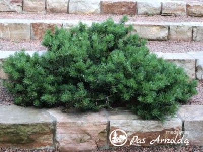 Pušis paprastoji ,Hillside Creeper' (lot. Pinus sylvestris)